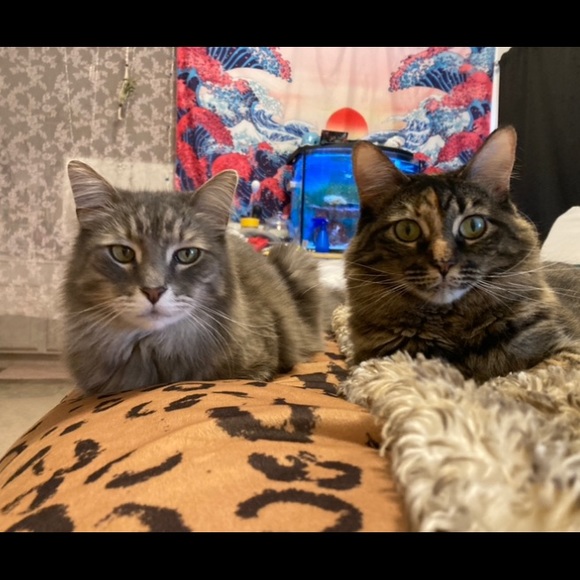 Meet your Posher, Stephanie - Picture 4 of 7